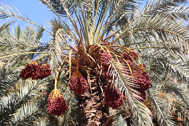 14_Alnif_Zagora.jpg