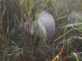 Kaziranga Kaziranga