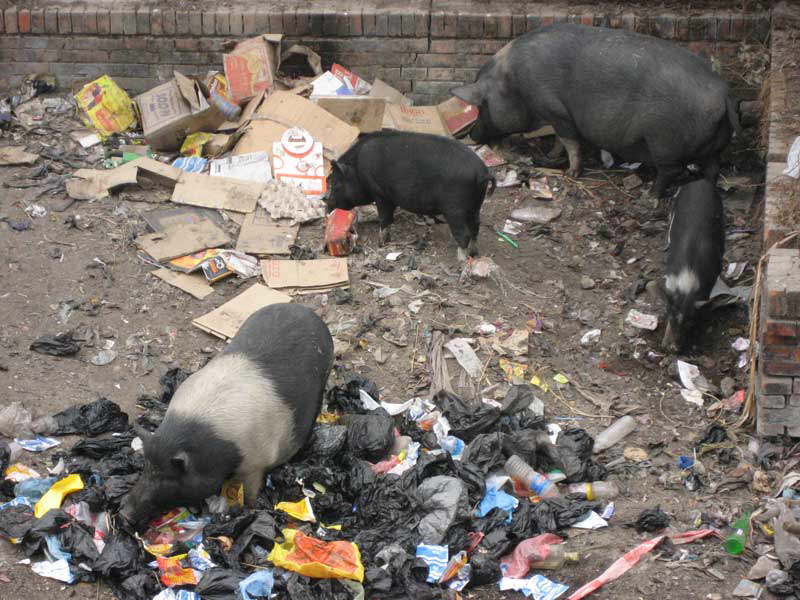 Kathmandu - Mllschweine
