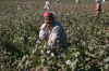 Baumwollpflückerin in Usbekistan