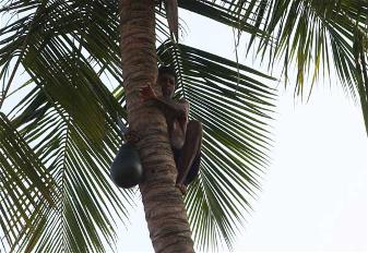 Agonda