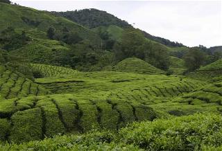 Cameron Highlands Cameron Highlands