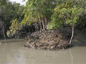 Sunderbans Sunderbans